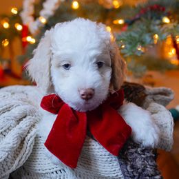 Aussiedoodle and Australian Mountain Doodle Puppies from Farmstead Doodles