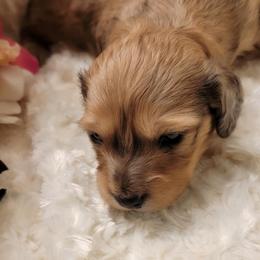 Dachshund Puppies from CLARK'S BREEDING PROGRAM