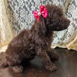 Berry - Chocolate female Labradoodle puppy in Candler, North Carolina from Maple Bakin’ Doodles