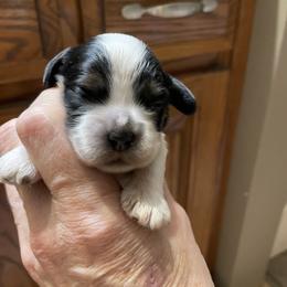Micky - Black white and tan male Cocker Spaniel puppy in Sautee Nacoochee, Georgia from Candy's Cockers