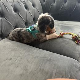 Jax - Dachshund