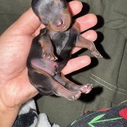 Yorkshire Terrier Puppies from Heaven_sent_toy_yorkies