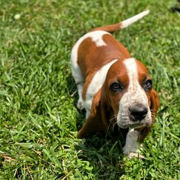Crosis (purple) - Black brown and white male Basset Hound puppy in West Chester, Ohio from Bed-N-Bassets