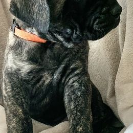 Mastiff Puppies from Eagle Pond Mastiffs