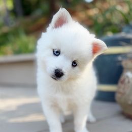 Frittata - White female Pomsky puppy in Grass Valley, California from Karalot Pomskies