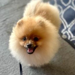 Glinda - Orange sable female Pomeranian puppy in Spring Branch, Texas from Montefino Pomeranians
