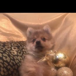 Pomeranian Puppies from Regal Poms
