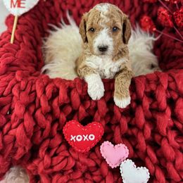 Goldendoodle Puppies from Maryland Designer Doodles