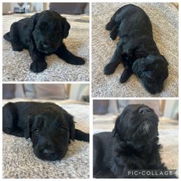 Black Girl - Black female Goldendoodle puppy in Lancaster, South Carolina from Silver Hill Farm SC