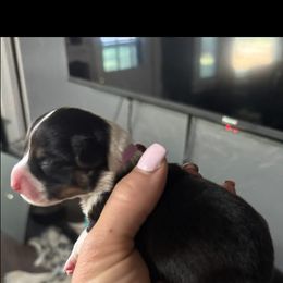 Janice - Black and tan female American Corgi puppy in Post Falls, Idaho from Splootin’ around Corgi’s