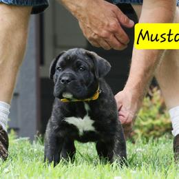 Mustard Collar - Tiger male Perro de Presa Canario puppy in Pocahontas, Illinois from Cabeza Grande Kennel