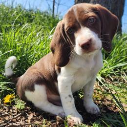 Hawkeye - Brown and white Beagle puppy in Bois D Arc, Missouri from Country Home Pets and Farm