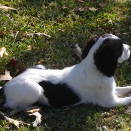 English Springer Spaniel All Grown Up from Sandhill Kennel