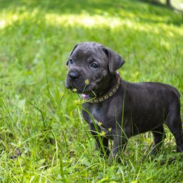 Girl 5 - Gray brindle Cane Corso puppy in Florida from LunaLinks Cane Corsos