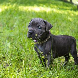 Girl 5 - Gray brindle Cane Corso puppy in Florida from LunaLinks Cane Corsos