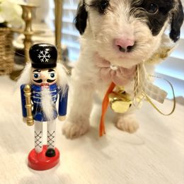 WAFFLES - Tri-color female Bernedoodle puppy in Houston, Texas from Pia’s Doodle Poodle Wag