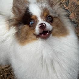 Miss daisy - Chocolate merle female Pomeranian puppy in Corydon, Indiana from Kortes Pomeranians