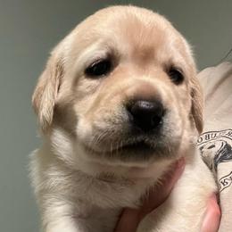 Waffle - Yellow female Labrador Retriever puppy in Cleveland, Ohio from Brookside Labrador Retrievers