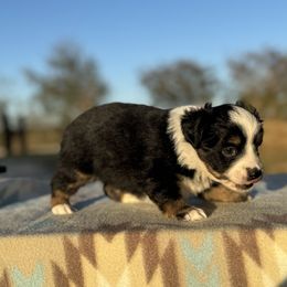 Cowboy - Black and tan male Pembroke Welsh Corgi puppy in Stephenville, Texas from Rising JM Pembrokes