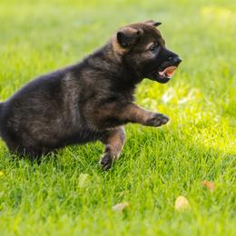 German Shepherd Puppies from Faoladh German Shepherds