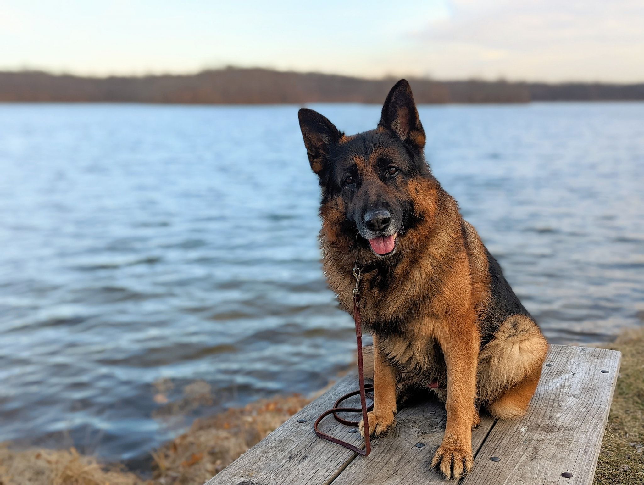 Stonehill 2024 german shepherds