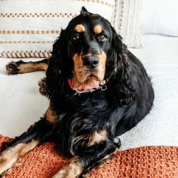 Mercy - English Springer Spaniel