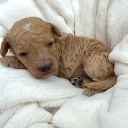 Branch - Cream male Goldendoodle puppy in Spokane, Washington from Goldendoodles on the Prairie