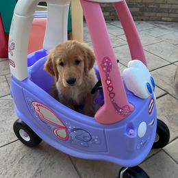 Golden Retriever Puppies from Graciegold Retrievers