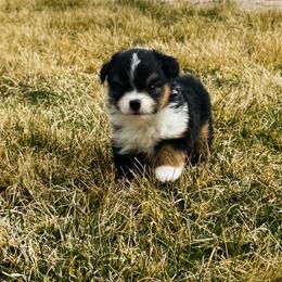 Zuki - Black tri female Miniature Australian Shepherd puppy in Molalla, Oregon from Yaw's Mini Aussies