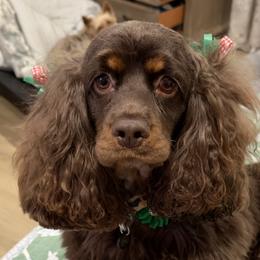 Harper - Cocker Spaniel