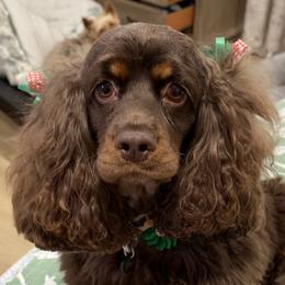 Harper - Cocker Spaniel