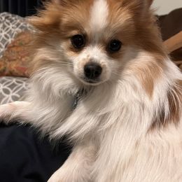 Suzie - Pomeranian