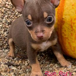 Catahoula Leopard Dog, Cocker Spaniel, Pomeranian, and Teddy Roosevelt Terrier Puppies from Rich Cat’s