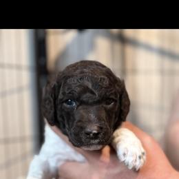 Oreo - Parti male Poodle puppy in Cleveland, Texas from Jolley Poodles