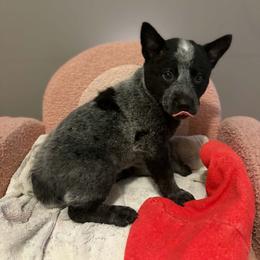 Angelica (Lucille) - Blue speckled female Australian Cattle Dog puppy in Monterey, Tennessee from Quarter Acre Farms