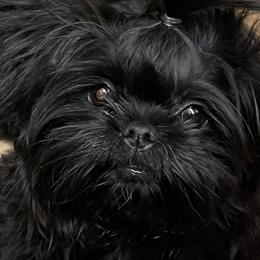 Miniature Australian Shepherds and Shih Tzus from Pedroza Farm