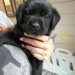 TBD - Black female Labrador Retriever puppy in Social Circle, Georgia from Triple L Labs & Co.