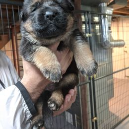 German Shepherd Puppies from Khanguard German Shepherds