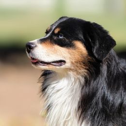 Apollo - Miniature Australian Shepherd