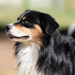 Apollo - Miniature Australian Shepherd