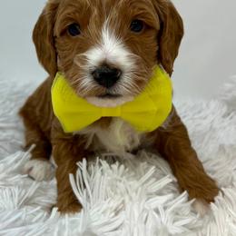 Yellow Male - Apricot male Goldendoodle puppy in Great Falls, Montana from Montana Goldendoodles