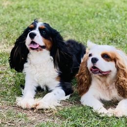 Miles - Cavalier King Charles Spaniel