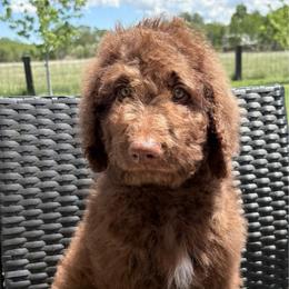 Bowie - Chocolate male Goldendoodle puppy in Joilet, Montana from L&Z Goldendoodles
