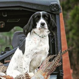 English Cocker Spaniels and English Springer Spaniels from Otter Creek Kennels