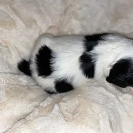 Cavalier King Charles Spaniel Puppies from Cassie’s Cavaliers