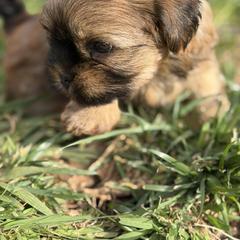 Goldie - Brindle female Shorkie puppy in Escondido, California from Yorkies of Escondido