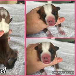 Rachel - Red female American Staffordshire Terrier puppy in Marietta, Georgia from Ambition Amstaffs