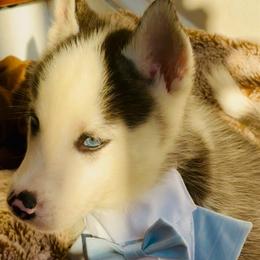 Tux - Black and white male Siberian Husky puppy in Atlanta, Georgia from Lobban Huskies
