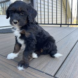Duke - Tri-color male Bernedoodle puppy in Holtwood, Pennsylvania from Country Ridge Puppies