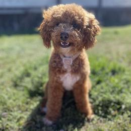 Bexley - Poodle